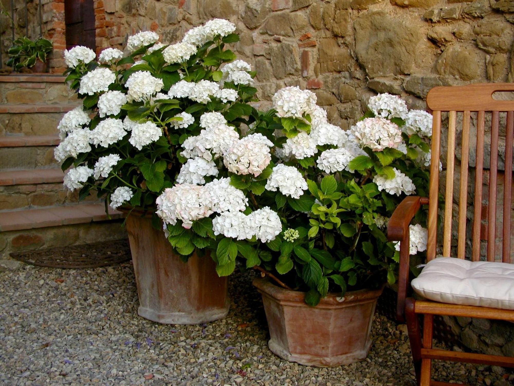 Ventena Vecchia Antico Frantoio Montevarchi Exterior foto